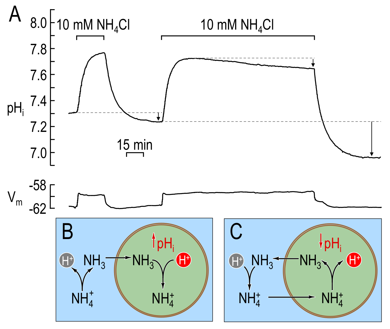 \mathrm{pH_i} changes caused by a short and a long exposure of a squid giant axon to extracellular \mathrm{NH_3}/\mathrm{NH_4^+} in the bulk solution. (A) Original \mathrm{pH_i} and V_\mathrm{m} traces from figure 2 of BDW. A short exposure of the axon to extracellular \mathrm{NH_3}/\mathrm{NH_4^+} causes a rapid rise in \mathrm{pH_i}, followed by a \mathrm{pH_i} decay that modestly undershoots (lower short arrow) its initial resting value upon removal of extracellular \mathrm{NH_3}/\mathrm{NH_4^+}. A longer exposure of squid giant axons to extracellular \mathrm{NH_3}/\mathrm{NH_4^+} causes a rapid rise in \mathrm{pH_i}, followed by a slow and sustained \mathrm{pH_i} decay. Removing extracellular \mathrm{NH_3}/\mathrm{NH_4^+} causes \mathrm{pH_i} to undershoot substantially its initial resting value (long arrow). Both the plateau-phase acidification (upper short arrow) and the undershoot (long arrow) are indicative of net acid loading during the period of \mathrm{NH_3}/\mathrm{NH_4^+} exposure. (B) Cartoon illustrating the processes underlying the initial alkalinisation phase in (A) for both short and long exposures to extracellular \mathrm{NH_3}/\mathrm{NH_4^+}. The initial entry of \mathrm{NH_3} leads to the intracellular consumption of \mathrm{H^+} (and thus to the observed \mathrm{pH_i} rise) via the reaction \mathrm{NH_3}+\mathrm{H^+} \longrightarrow \mathrm{NH^+_4}. (C) Cartoon illustrating the processes underlying the plateau-phase acidification during the long \mathrm{NH_3}/\mathrm{NH_4^+} exposure in (A). After \mathrm{NH_3} equilibration across the plasma membrane (\mathrm{pH_i} peak in panel (A)), the slow entry of \mathrm{NH_4^+} — which has always been present but overwhelmed by the influx of \mathrm{NH_3} — leads to the production of \mathrm{H^+} (and thus to the observed slow \mathrm{pH_i} decay during the plateau phase) via the reaction \mathrm{NH^+_4} \longrightarrow \mathrm{NH_3}+\mathrm{H^+}. The newly formed \mathrm{NH_3} then exits the cell. The \mathrm{pH_i} undershoots observed upon removal of extracellular \mathrm{NH_3}/\mathrm{NH_4^+}, during both short and long \mathrm{NH_3}/\mathrm{NH_4^+} exposures, are the result of the accumulation of \mathrm{NH_4^+} during exposure to extracellular \mathrm{NH_3}/\mathrm{NH_4^+}. BDW used the mathematical model to postulate the above sequence of events, including both the plateau-phase acidification and the \mathrm{pH_i} undershoot. (A), modified from . (B)-(C), modified from .